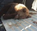 Μέτσοβο: Προσπαθούν να σώσουν το αρκουδάκι που εντοπίστηκε αναίσθητο